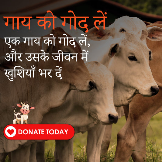 Adopt a Cow – A Bond Beyond Care (गाय को गोद लें)