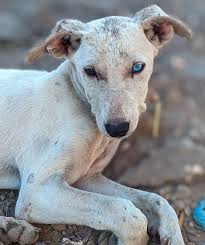 🐾 Help Save Stray Dogs