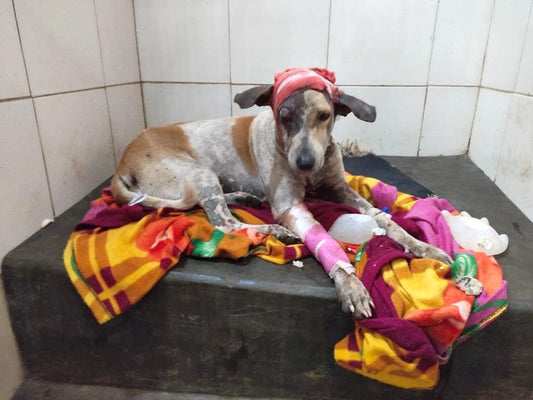 🐾 Help Save Stray Dogs , Help Feed Hungry Street Dogs 🐾