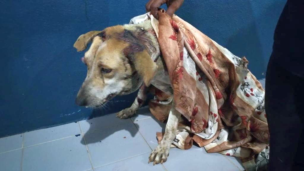 🐾 Help Save Stray Dogs
