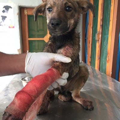 🐾 Help Save Stray Dogs