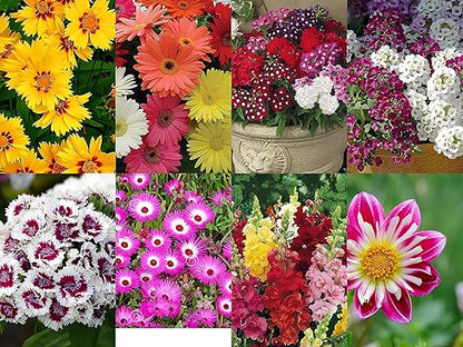 Low Maintenance Hybrid Flower Seeds Combo Pack- All Year Flower Seeds Supply (50 VARIETIES)
