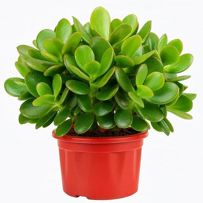 Crassula Ovata Live Jade Plant with Pot | Good Luck & Vastu Money Plant for Home & Office | Low-Maintenance Indoor Succulent for Desk, Balcony & Gifting | Fresh Healthy Plant