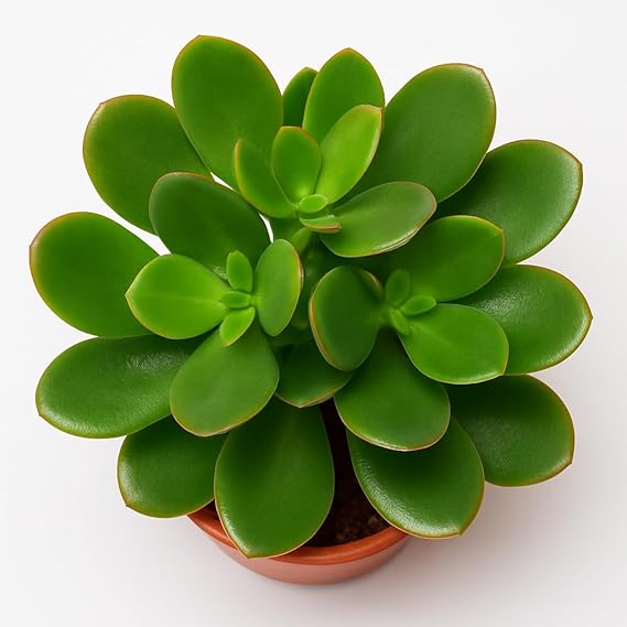Crassula Ovata Live Jade Plant with Pot | Good Luck & Vastu Money Plant for Home & Office | Low-Maintenance Indoor Succulent for Desk, Balcony & Gifting | Fresh Healthy Plant